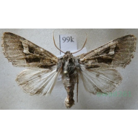 Trigonophora crassicornis (Oberthür, 1918) Spain99k